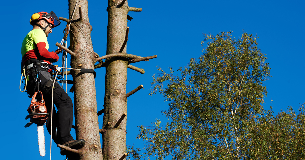 arborist and tree