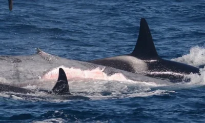 Blue Whale Bitten in Half